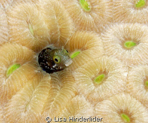 The comical Secretary Blenny popping it's head in & out! by Lisa Hinderlider 